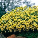 Aurinia saxatile compactum Gold Ball 1,000 seeds