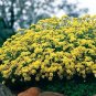 Aurinia saxatile compactum Gold Ball 1,000 seeds