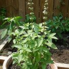 Basil Mrs Burns 2,000 seeds