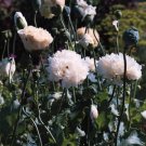 Papaver paeoniflorum White Cloud 2,000 seeds