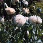 Papaver paeoniflorum White Cloud 2,000 seeds