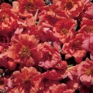 Portulaca Sundial Orange 2,000 seeds