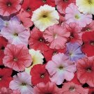 Petunia Celebrity Desert Sky Mix 2,000 seeds