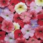 Petunia Celebrity Desert Sky Mix 2,000 seeds