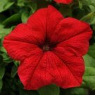 Petunia EZ Rider Red 1,000 seeds