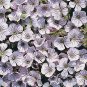 Gypsophila repens White 1,000 seeds