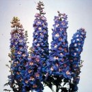 Delphinium Magic Fountain Sky Blue-White Bee 1,000 seeds