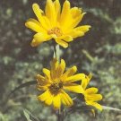 Helianthus maximilianii 2,000 seeds