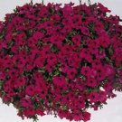 Petunia Tsunami 2,000 seeds