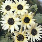 Helianthus Italian White 1,000 seeds