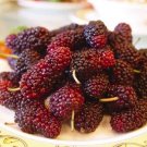 15 Seeds MULBERRY Bush Morus Rubra Red Berry Fruit