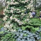 50 Seeds JAPANESE HYDRANGEA VINE White Flower Schizophragma Hydrangeoides