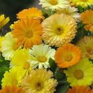 Calendula Dawn Mix 1,000 seeds