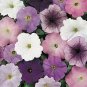 Petunia Carpet Neptune Mix 2,000 seeds