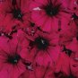 Petunia Aladdin Burgundy 1,000 seeds