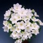 Campanula carpatica Uniform White 1,000 seeds