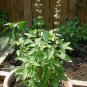 Basil Mrs Burns 2,000 seeds