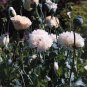 Papaver paeoniflorum White Cloud 2,000 seeds