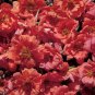 Portulaca Sundial Orange 2,000 seeds