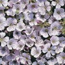 Gypsophila repens White 1,000 seeds