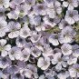 Gypsophila repens White 1,000 seeds