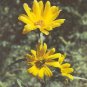 Helianthus maximilianii 2,000 seeds