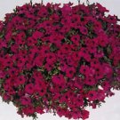 Petunia Tsunami 2,000 seeds