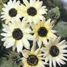 Helianthus Italian White 1,000 seeds