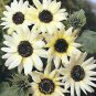 Helianthus Italian White 1,000 seeds