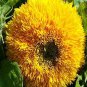 Helianthus Dwarf Sungold 1,000 seeds
