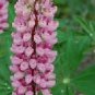 Lupine hartwegii 2,000 seeds