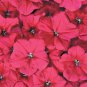 Petunia Celebrity Rose 2,000 seeds