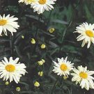 Leucanthemum vulgare May Queen 2,000 seeds