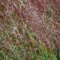 Eragrostis Teff 5,000 seeds