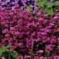 Viscaria Angel Rose 2,000 seeds