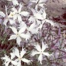 Dianthus arenarius 1,000 seeds