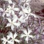 Dianthus arenarius 1,000 seeds