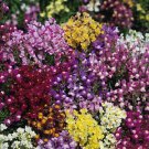 Linaria maroccana Fairy Bouquet 10,000 seeds