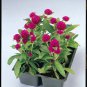 Gomphrena Gnome Purple 1,000 seeds