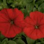 Petunia Carpet Red Bright 2,000 seeds