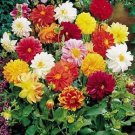 Dahlia Rigoletto 1,000 seeds