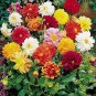 Dahlia Rigoletto 1,000 seeds
