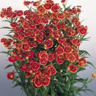 Helenium autumnale Helena Red Shades 1,000 seeds