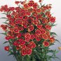 Helenium autumnale Helena Red Shades 1,000 seeds