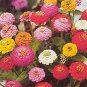 Zinnia Thumbelina Mix 2,000 seeds