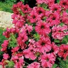 Petunia Frilly Ruffle Mix 1,000 seeds