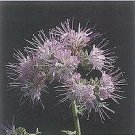 Phacelia Purple Tansy 2,000 seeds