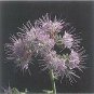 Phacelia Purple Tansy 2,000 seeds