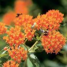 Pleurisy Root Asclepias tuberosa 1,000 seeds