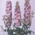 Delphinium Magic Fountain Cherry Blossom 1,000 seeds